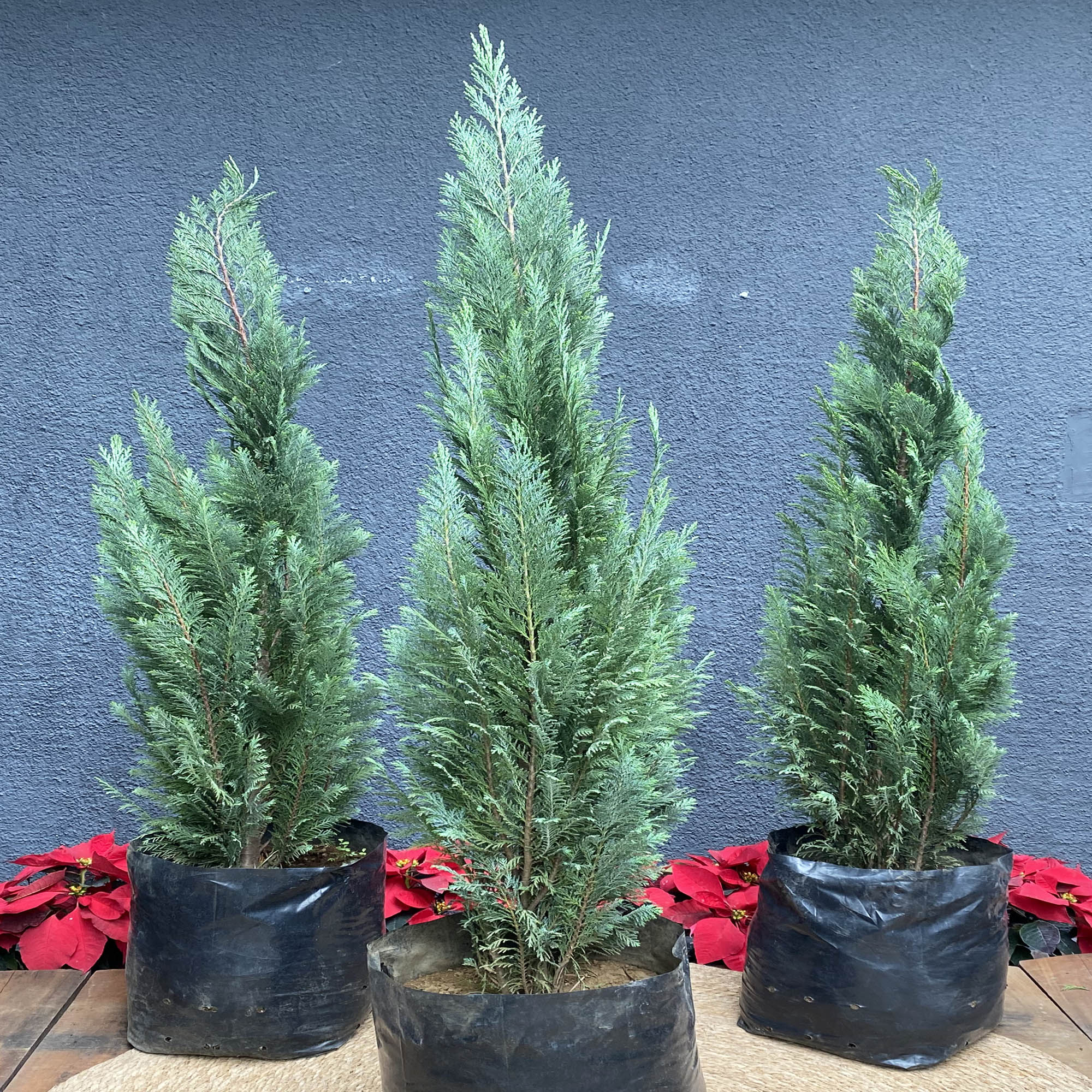 Pino Chamaencyparis allumi