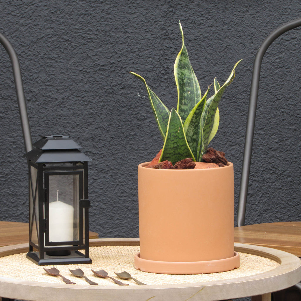 tipos de sansevieria enana Sansevieria enana M – DECOPLANTAS