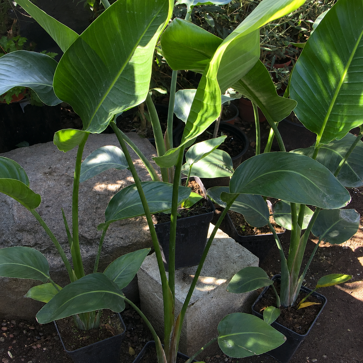 Strelitzia nicolai XL