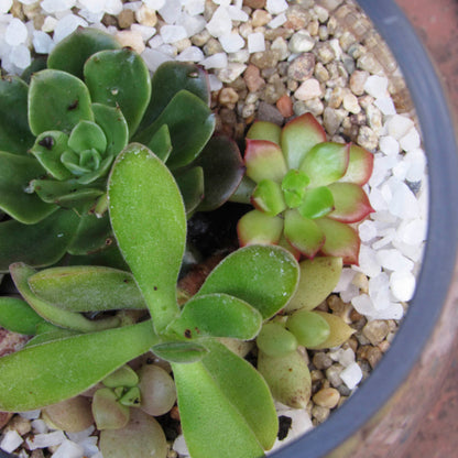 Mini jardín Suculentas en Vidrio