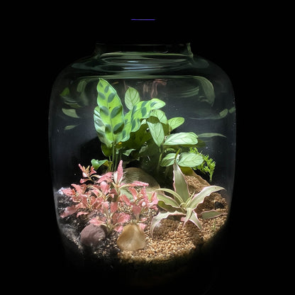 Terrario LUMINA