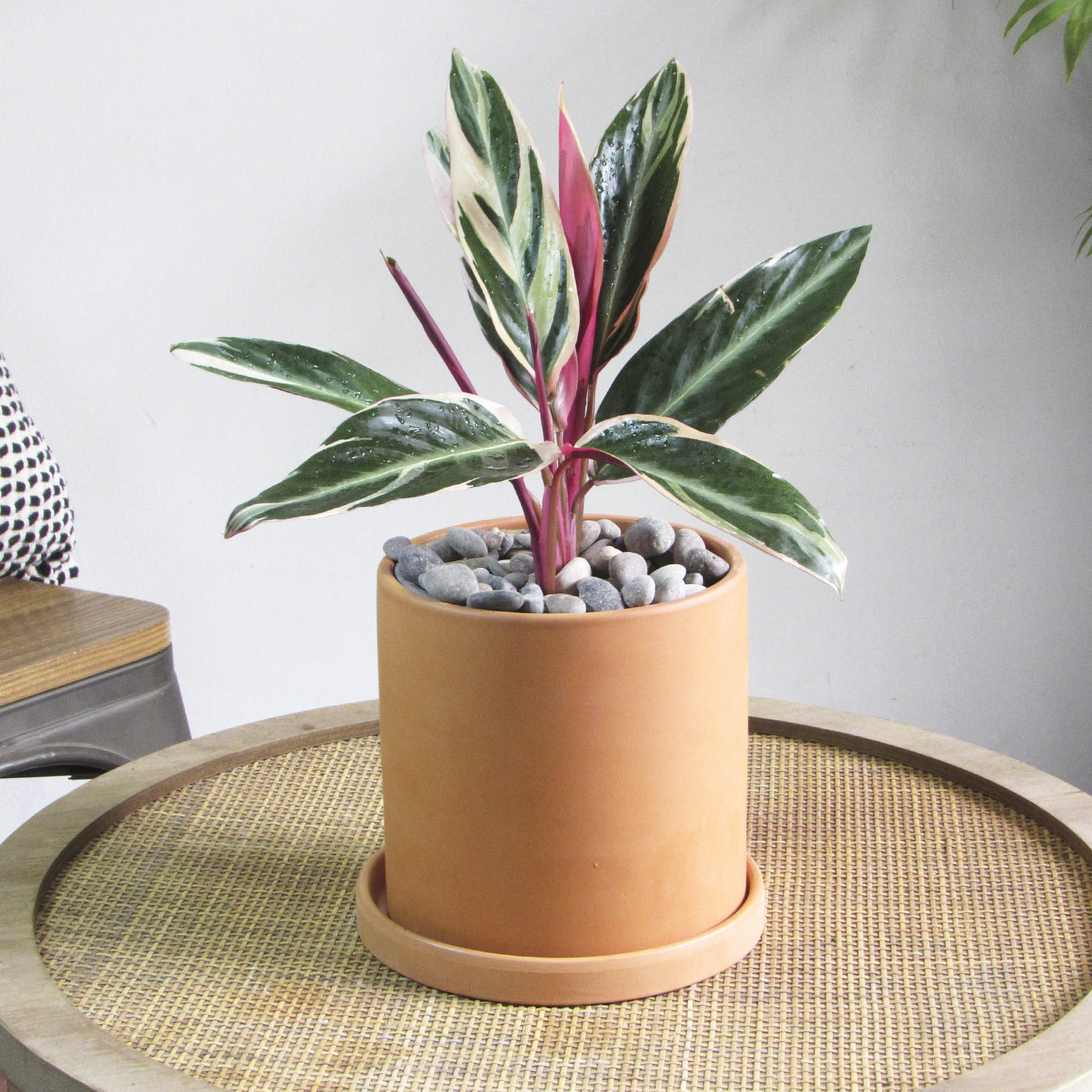 Calathea Triostar M