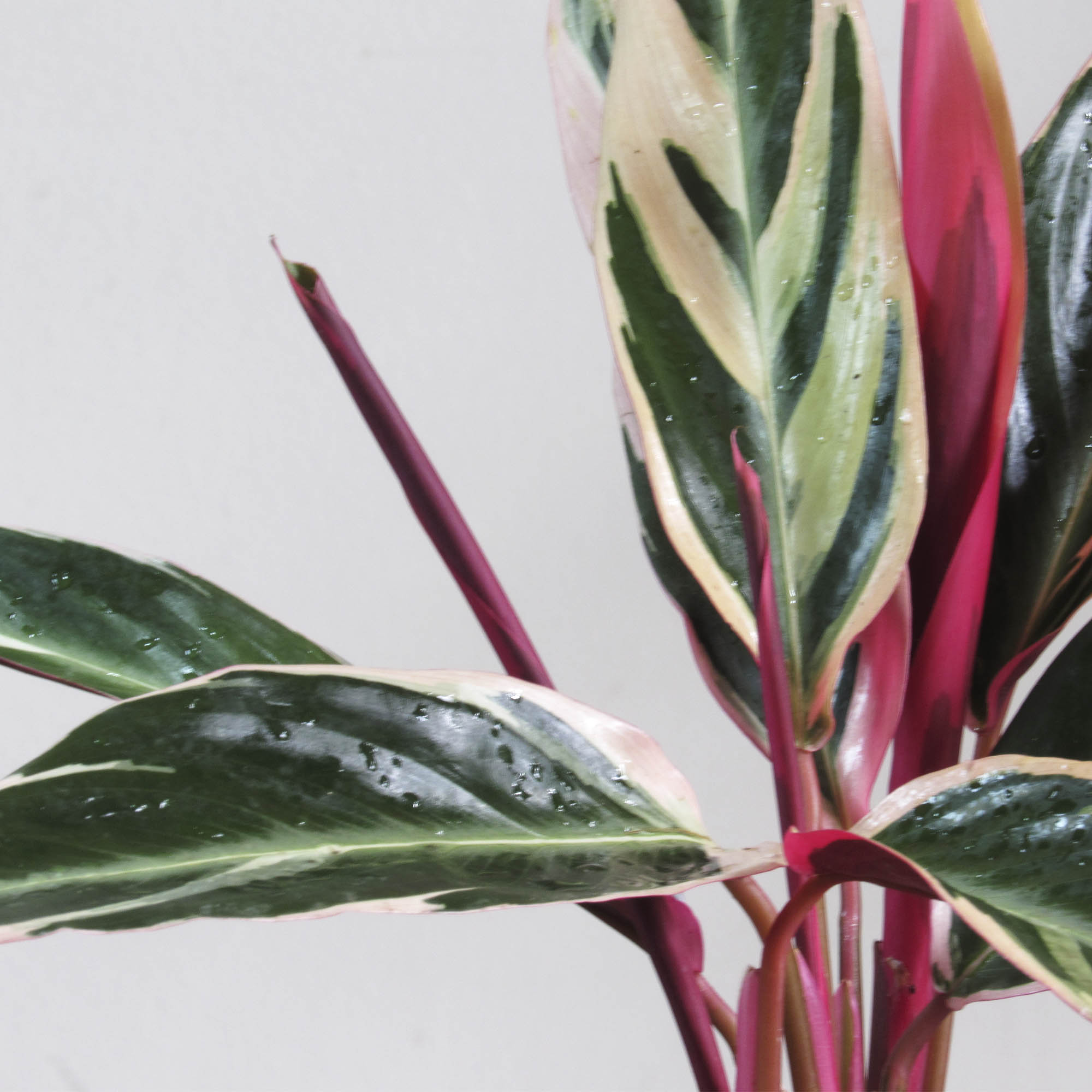 Calathea Triostar M