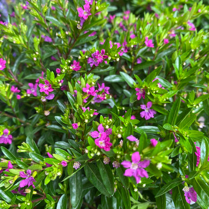 Verónica Colombiana M